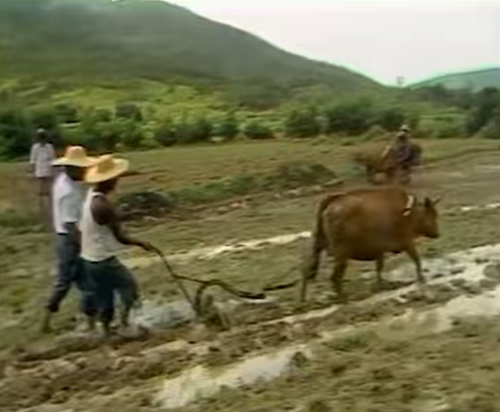 上世纪90年代，清远的农业生产主要靠人力和畜力（历史影像资料）