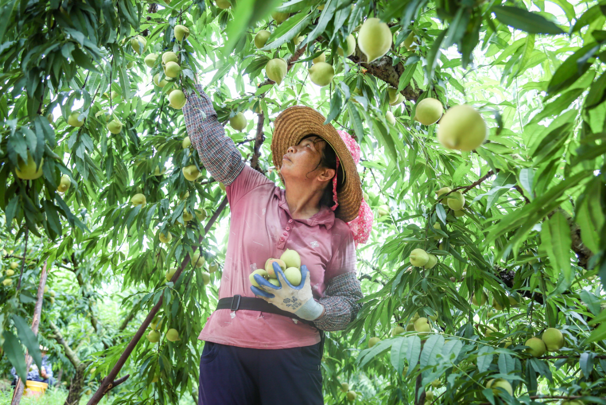 2024年7月2月，佛冈县水头镇莲遥村鹰桃谷，村民在采摘成熟的鹰嘴桃（清远日报签约摄影师 卢小丽 摄） 卢小丽 摄） 卢小丽 摄） 卢小丽 摄） 卢小丽 摄） 卢小丽 摄） 卢小丽 摄） 卢小丽 摄） 卢小丽 摄） 卢小丽 摄） 卢小丽 摄） 卢小丽 摄） 卢小丽 摄 卢小丽 摄 卢小丽 摄 卢小丽 摄 卢小丽 摄 卢小丽 摄 卢小丽 摄 卢小丽 摄 卢小丽 摄 卢小丽 摄 卢小丽 摄 卢小丽 摄 卢小丽 摄 卢小丽 摄 卢小丽 摄 