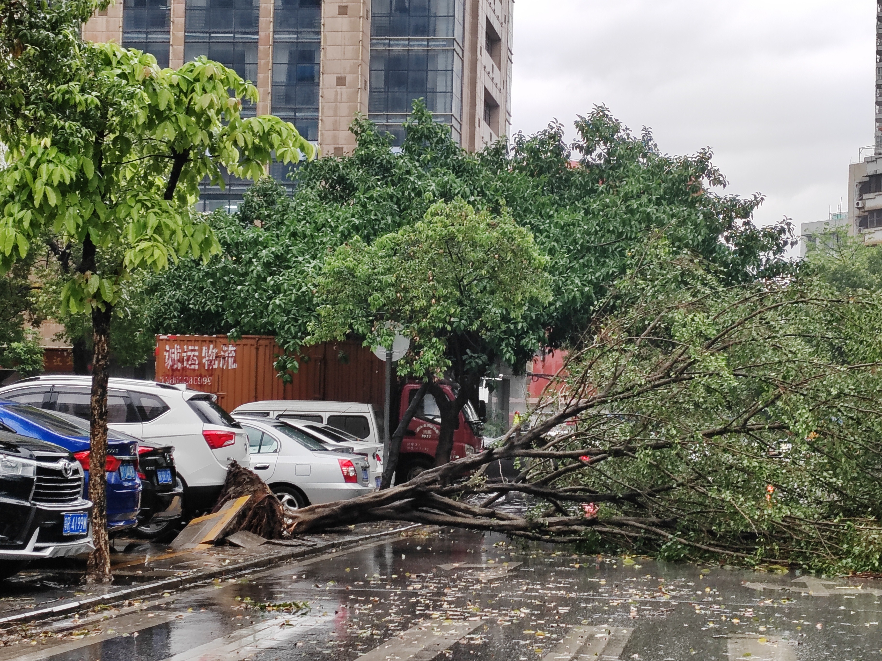 4月24日，清城区方正一街一棵树被风雨连根拔起。记者 曾智丽 摄