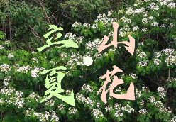 时至立夏 万物繁茂