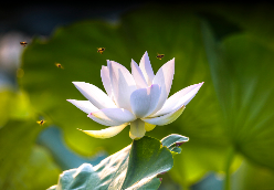 盛夏清远 光影入画