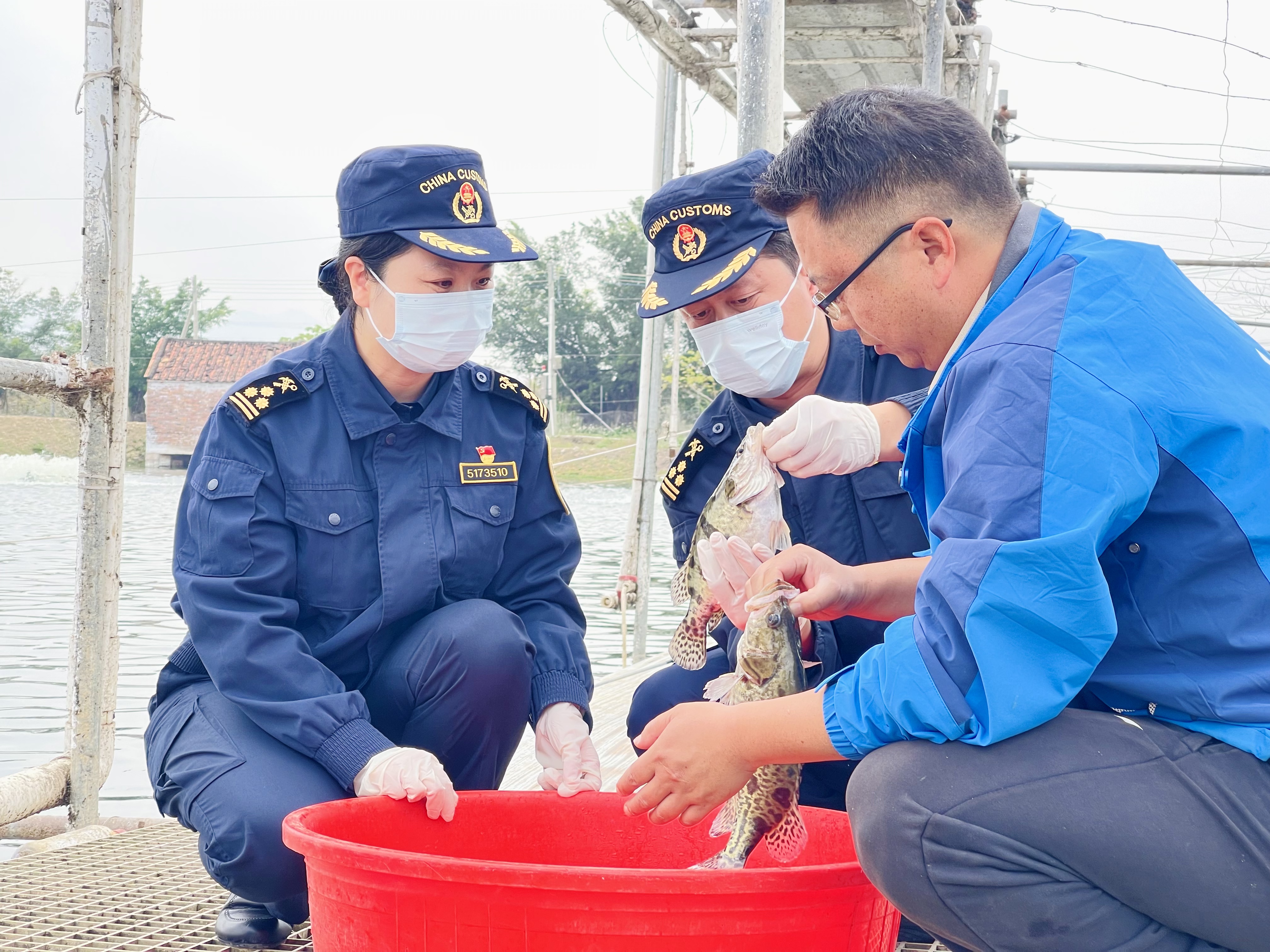 清远海关工作人员对桂花鱼进行抽样检测。 清远海关工作人员对桂花鱼进行抽样检测。