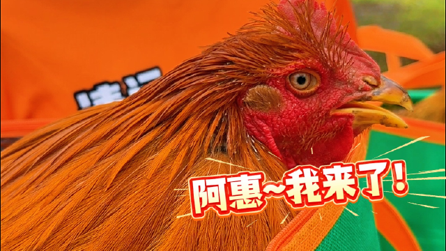 球迷中的“战斗鸡”已就位！150名清远球迷赴惠州客场为清远助威
