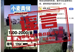 “收割未成熟小麦作青贮饲料”不实（2026·04·22）